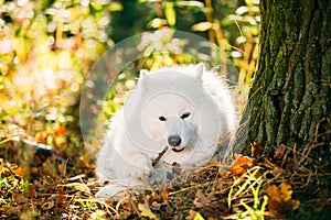 Funny Happy White Samoyed Dog Outdoor in Autumn Forest. Puppy Si