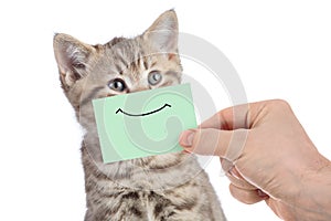 Funny happy young cat portrait with smile on green cardboard isolated on white