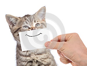 Funny happy young cat portrait with smile on cardboard isolated on white