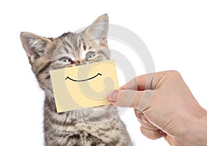 Funny happy young cat portrait with smile on yellow cardboard isolated on white