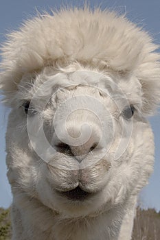 Funny head of alpaca