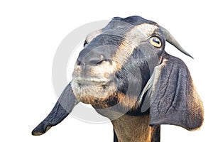 Funny head of a brown goat with hanging ears. Love and tenderness for animals. Close-up. Isolated on a white background. Space for