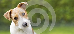 Funny head of a happy cute puppy pet dog - web banner idea