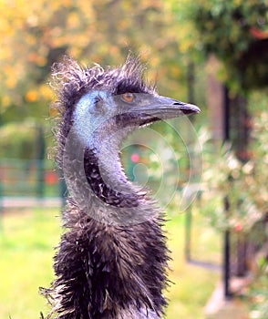 Funny head of ostrich