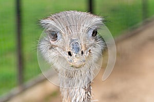Funny head of a young gray ostrich.