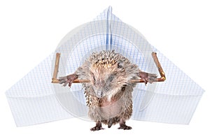 Funny hedgehog standing with a paper paraplane