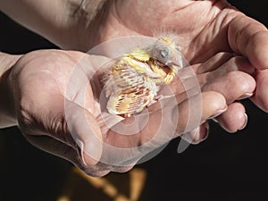 Funny helpless blind newborn chick sitting the palms. Close-up of canary chick on a human palm will be warmed by love. Spring