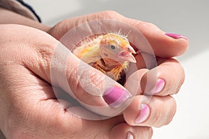 Funny helpless chick screams in the palms. Close-up of canary chick on a human palm will be warmed by love and the warmth of the