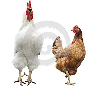 Funny hen and rooster