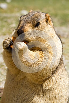 Funny himalayan marmot groundhog with bisÑuit on the green meadow