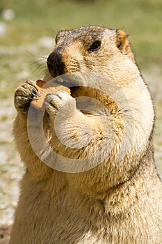 Funny himalayan marmot groundhog with bisÑuit on the green meadow