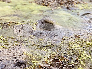 Funny hole at low tide - Cornwall