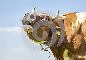 Funny horned cow does moo with stretched neck and her head uplifted