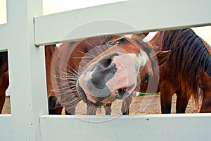 Funny horse