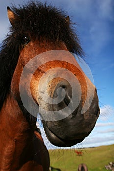 Ridículo un caballo 