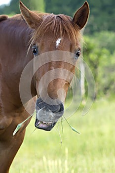 Funny horse