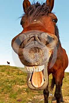 Un cavallo bocca aprire un lingua fuori 