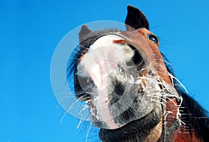 Funny horse closeup on blue background