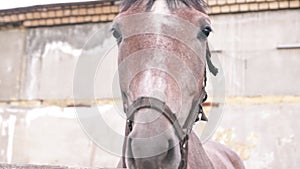 Funny horse face portrait looking out from behind the fence. Close-up face of a brown thoroughbred mare. Domestic hoofed animal. C