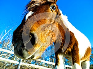 Ridicolo un cavallo Testa 