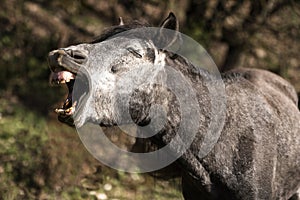 Funny horse head closeup of young stallion smiling and laughing with large teeth. Horse Face Smile