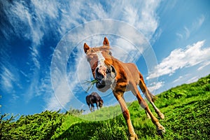 Funny horse looking to the camera, blue cloudy sky background.