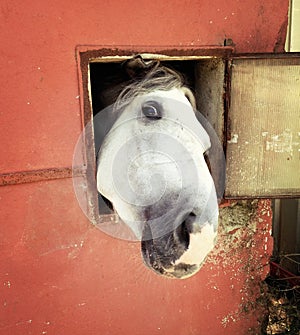 Funny horse looking at window