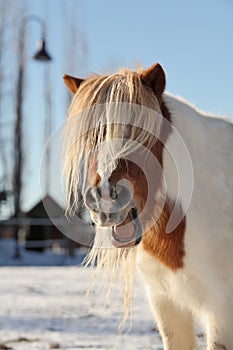 Funny horse with mouth wide open