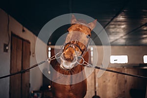 Funny horse in a paddock is looking at you