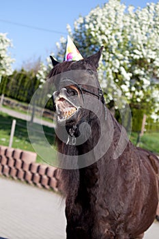 Funny horse with party hat celebrate his birthday