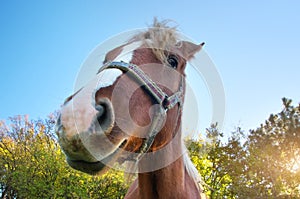 Funny horse portrait.