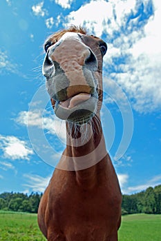 Funny horse