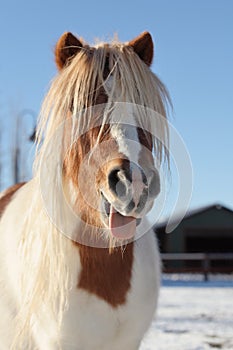 Funny horse with tongue sticking out
