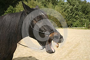 Funny horse yawn and show teeth with opened mouth