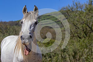 Funny horse, yawning and smiling, Lusitano mare outdoors