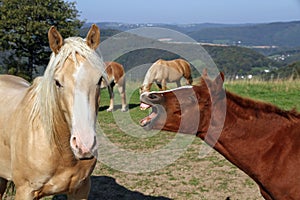 Funny horses