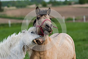 Funny horses face expression with teeth