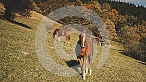 Funny horses at mountain aerial. Nature landscape. Farm animal at cottage. Rural green grass pasture