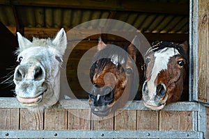 Funny horses in their stable photo