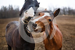 Funny horses