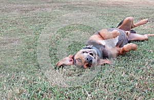 Silly dog playing rolling in grass photo