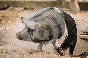 Funny Household A Large Black Pig Running In Farm Yard.