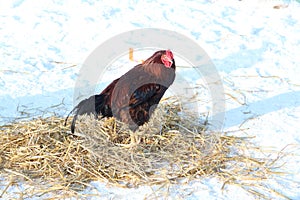 Funny or humorous close up head portrait of a male chicken or rooster with beautiful orange feathers bright red comb