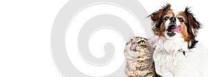 Funny Hungry Cat and Dog Horizontal Banner