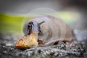 funny hungry gourmand snail slug eating cep mushroom macro close up photo