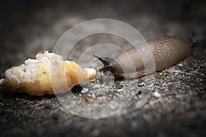 Funny hungry gourmand snail slug eating cep mushroom macro close up