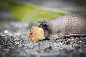 Funny hungry gourmand snail slug eating cep mushroom macro close up