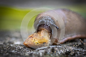 funny hungry gourmand snail slug eating cep mushroom macro close up