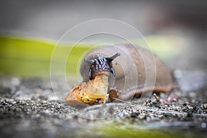 Funny hungry gourmand snail slug eating cep mushroom macro close up photo