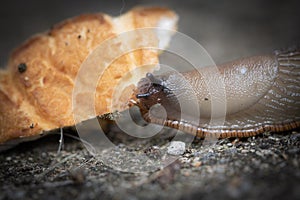 Funny hungry gourmand snail slug eating cep mushroom macro close up photo
